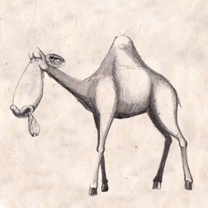 Illustration-Animal-Magic-Camel